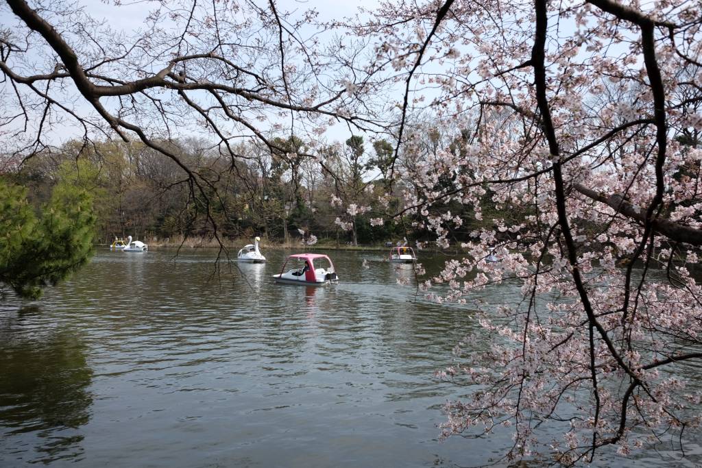 石神井公園の桜が見頃