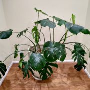 観葉植物